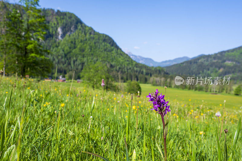 在一个美丽的春日里，斯洛文尼亚Zgornje Jezersko山谷草地上的阔叶沼泽兰花